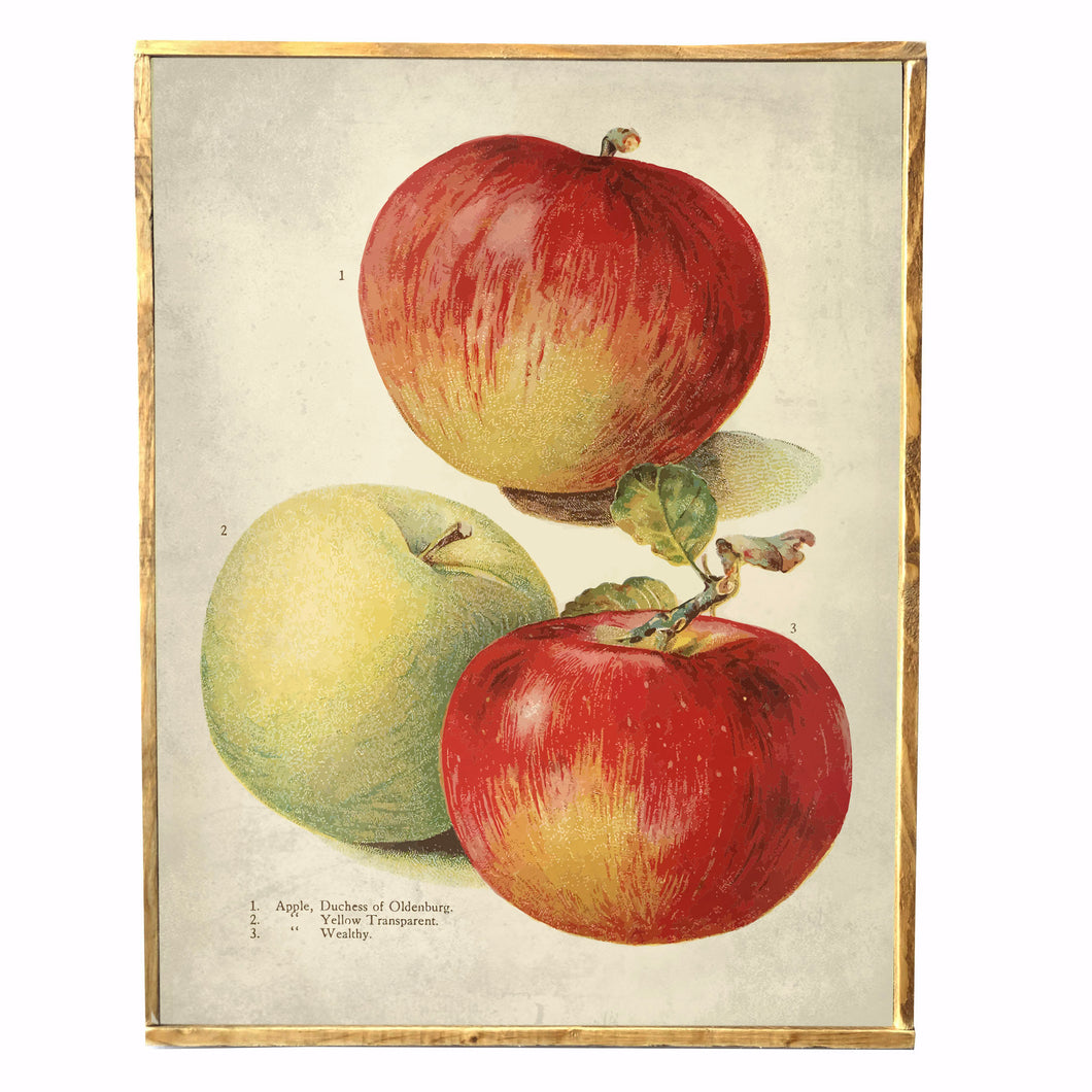 Apple Fruit \\ Vintage Style Framed Print