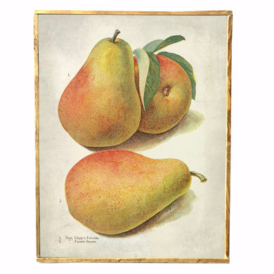 Pear Fruit \\ Vintage Style Framed Print