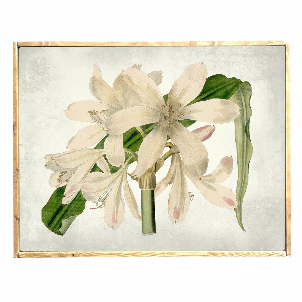 Vintage Amaryllis  \\ Vintage Style Framed Print