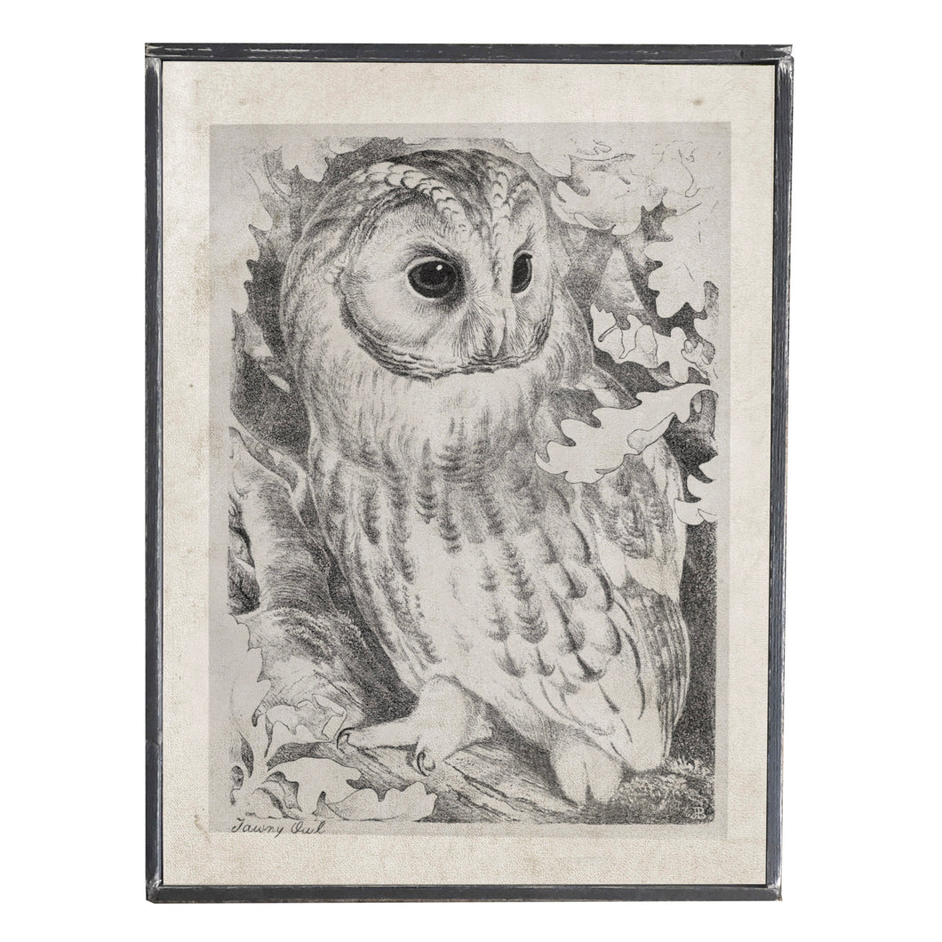 Owl \\ Halloween \\ Harvest \\ Fall \\ Vintage Style Framed Print