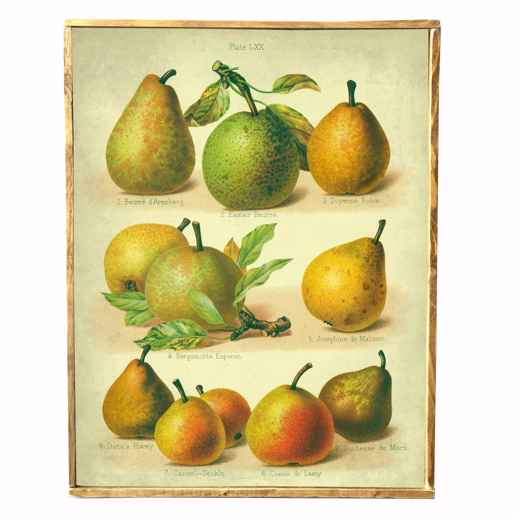 Pear Chart Vintage Style Framed Print