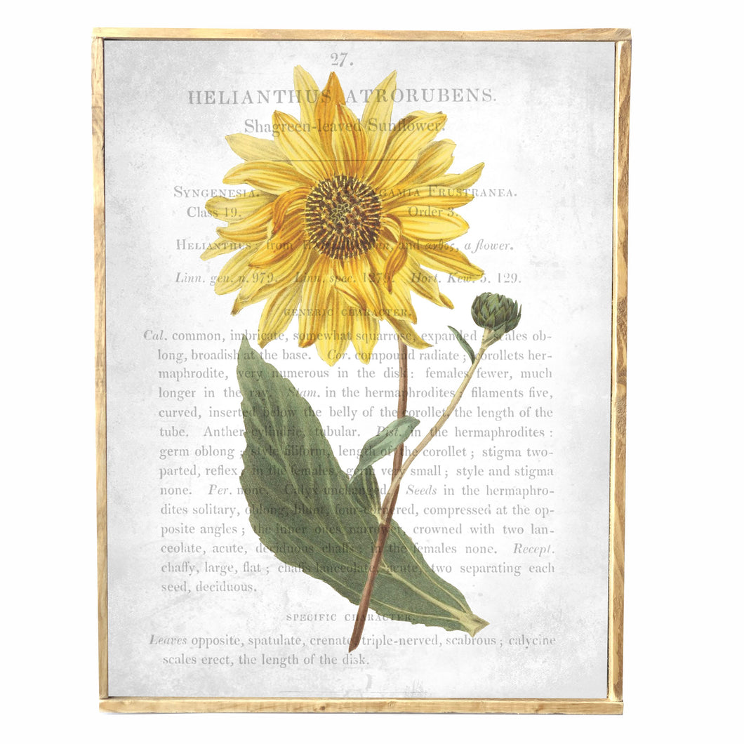 Sunflower \\ Summer Flower \\ Vintage Style Framed Print