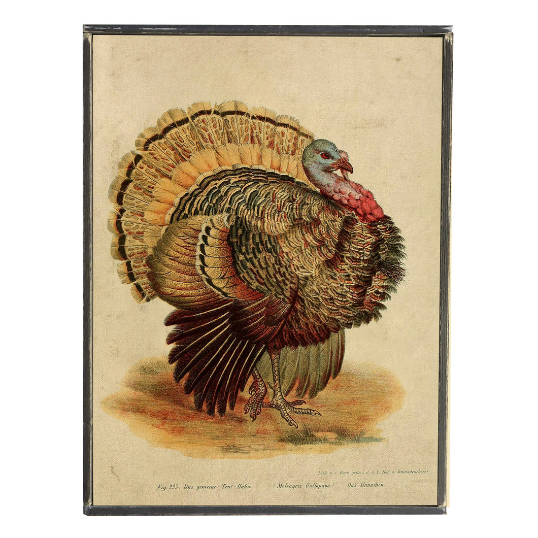 Thanksgiving Turkey \\ Harvest \\ Fall \\ Vintage Style Framed Print